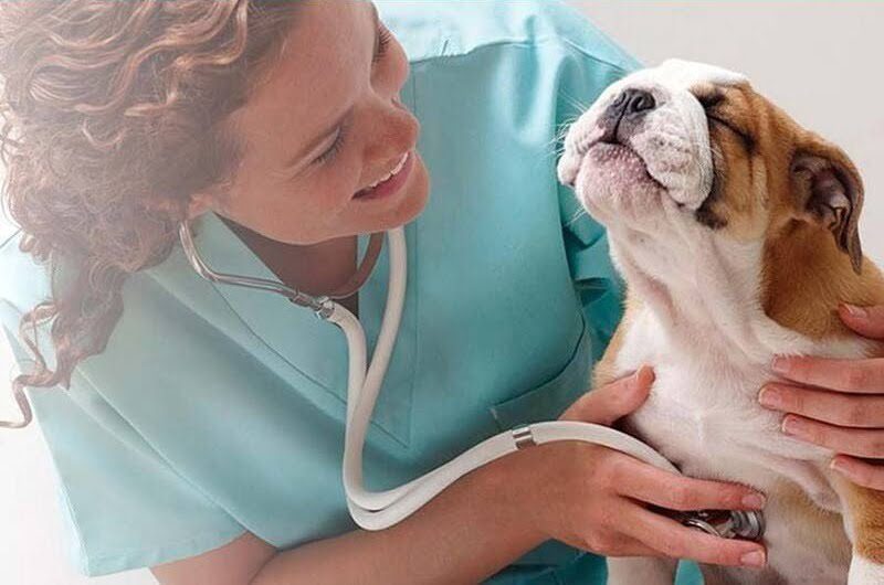 Estrategias de marketing para una clínica veterinaria