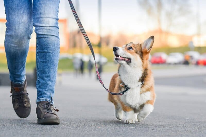 Cómo conseguir clientes para pasear perros