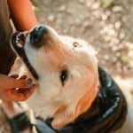 ¿Cómo captar clientes para un adiestrador canino?