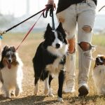 ¿Cómo hacer un volante efectivo de paseador de perros?